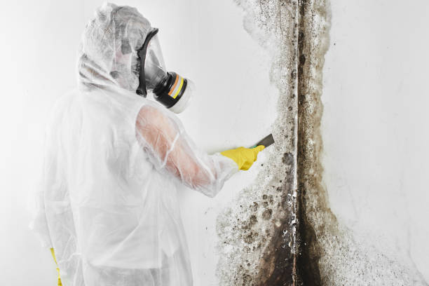 Best Mold Damage Restoration  in Morris, AL